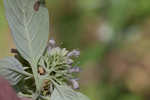 Loomis' mountainmint